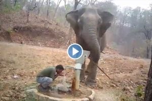 elephant himself panted and gave water to the mahout video goes viral