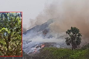 Uttans mango production hit by fire at solid waste plant