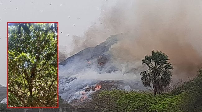 Uttans mango production hit by fire at solid waste plant