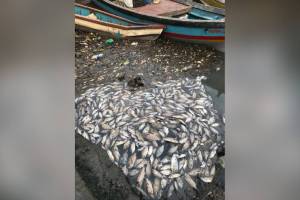 Pile of Dead fish, Airoli creek