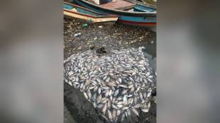 Pile of Dead fish, Airoli creek