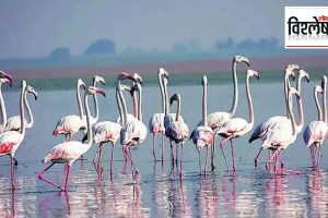 Efforts to encroach on flamingo habitat for construction projects in Navi Mumbai