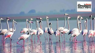 Efforts to encroach on flamingo habitat for construction projects in Navi Mumbai