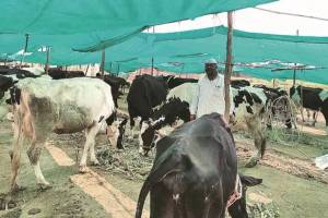 no permission for fodder camps to curb corruption