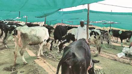 no permission for fodder camps to curb corruption