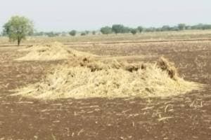 animal dry fodder damage due to unseasonal rains