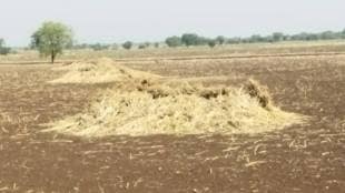 animal dry fodder damage due to unseasonal rains