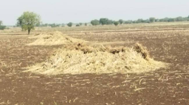 animal dry fodder damage due to unseasonal rains