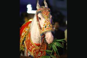 horse decorated with worth rs two lakh stolen from wedding destination