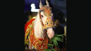 horse decorated with worth rs two lakh stolen from wedding destination