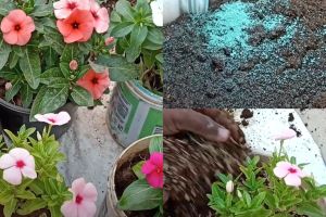 how to plant flower plant it garden