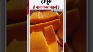 How Indias Favourite Alphonso Mango Got Its Name Why Is It Called Hapus Mango Alphonso Mango Origin