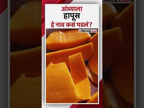 How Indias Favourite Alphonso Mango Got Its Name Why Is It Called Hapus Mango Alphonso Mango Origin