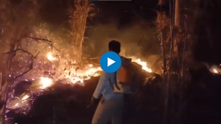 ifs officer parveen kaswan shares video of forester extinguishing terrible forest fire goes viral