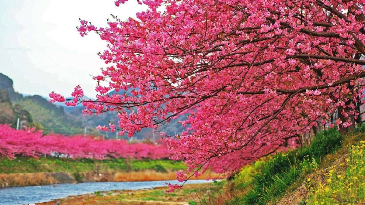 lokrang , cherry blossome, poet on cherry blossome, poet and cherry blossome, cherry blossome poetry, Japan cherry blossom, cherry blossom hyko, Japan cherry blossom culture, cherry blossom season, cherry blossom tradition, world s poerty on cherry blossom, hanami,