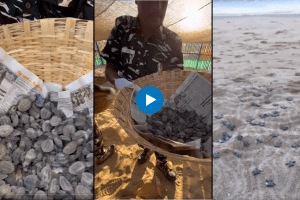 Video Of Baby Turtles Making Their First Voyage Will Give You Goosebumps