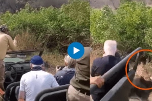 tiger unexpectedly came out of bushes jumped on cow