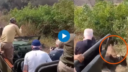 tiger unexpectedly came out of bushes jumped on cow