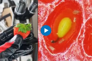 Watch this video before eating strawberries