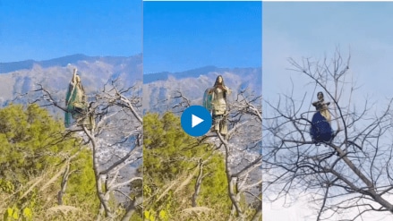 woman dancing after on climbing a tree funny reels