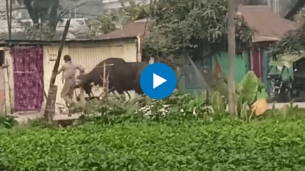 Furious gaur tosses man in the air after he provokes