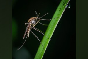 Survey, Finds 58 percentage Indians, Suffer from Mosquito Bites, Affecting sleep, Affecting Productivity, Mosquito Bites, Indians Mosquito Bites, gcpl survey,