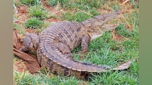 Sangli, Citizens Rescue Crocodile, Hand Over to Forest Department, crocodile in sangli, crocodile in human area, crocodile in sangli, Rescue crocodile, crocodile Rescue,
