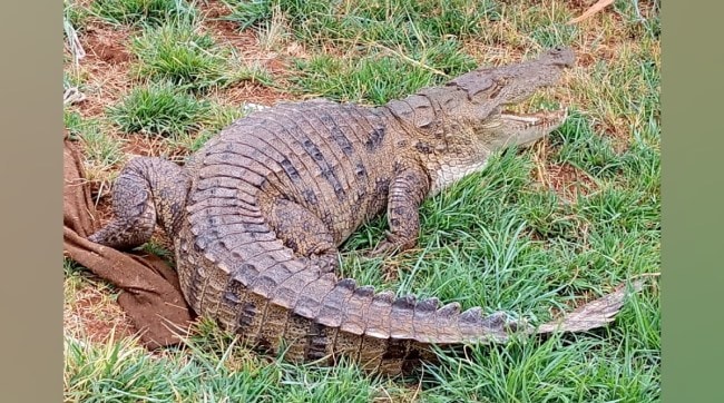 Sangli, Citizens Rescue Crocodile, Hand Over to Forest Department, crocodile in sangli, crocodile in human area, crocodile in sangli, Rescue crocodile, crocodile Rescue,