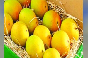 Mango exports were hit hard by the Israel Palestine war Pune news