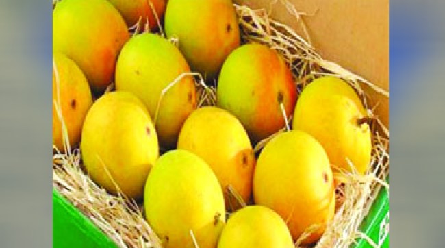 Mango exports were hit hard by the Israel Palestine war Pune news