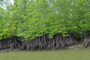 mangroves survey in mumbai