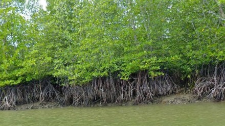 mangroves survey in mumbai
