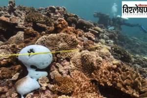 survival of marine species in danger due to ocean warming