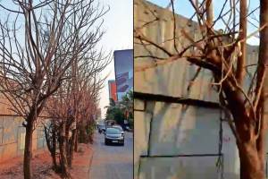 trees in Mumbai being killed by poison
