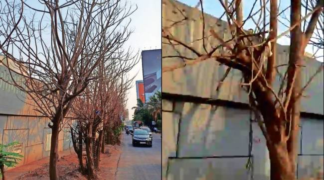 trees in Mumbai being killed by poison