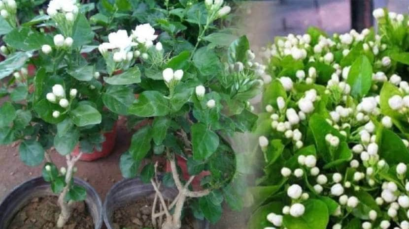 How To Grow Mogara Plant in Small Kundi Marathi Gardening Jugadu Tips