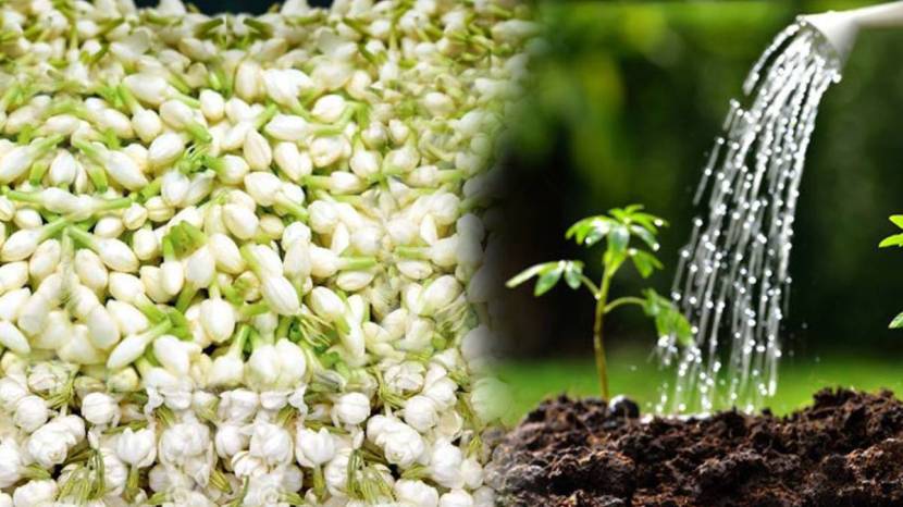 How To Grow Mogara Plant in Small Kundi Marathi Gardening Jugadu Tips