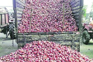 central Government, going to Purchase Onions from farmers, Five Lakh Metric Tonnes of Onion, 90 percent from Nashik, Rabi Season, Farmers Can Sell Directly, Pre Registration, election 2024, lok sabha 2024, onion buy government, onion news,