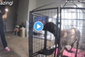young woman saved a caged dog in a burning building shocking video goes viral on social media