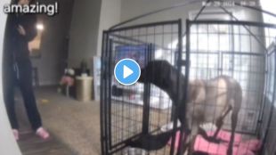 young woman saved a caged dog in a burning building shocking video goes viral on social media
