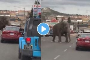 an elephant escaped from the circus and run through the streets