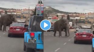 an elephant escaped from the circus and run through the streets