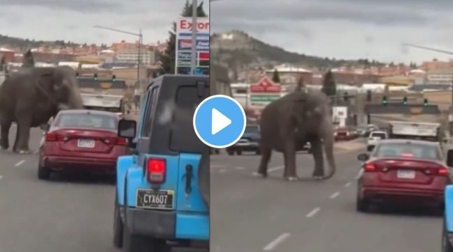 an elephant escaped from the circus and run through the streets