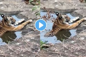 Tigress chilling in a jungle stream on a hot summer