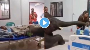 An elephant comes at hospital to meet his older sick caretaker