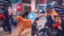 कुत्र्याला कळले तुम्हाला कधी कळणार! हेल्मेट घालून दुचाकीवर बसला कुत्रा, VIDEO व्हायरल
