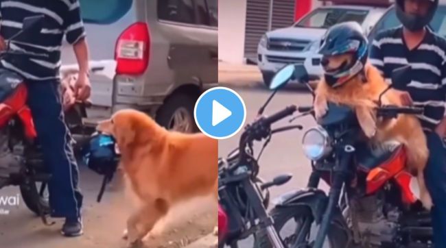 a dog sitting on bike by wearing helmet