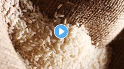 Video : वर्षानुवर्षे तांदूळ कसा साठवायचा? हा जुगाड करा, तांदळाला किड, जाळी, अळी काहीच लागणार नाही