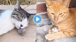 टॉम अँड जेरी! कधी प्रेम तर कधी राग; मांजर उंदराची अनोखी मैत्री, पाहा व्हायरल VIDEO