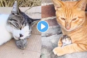 cat and rats true friendship